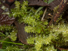 Ptychomnion aciculare