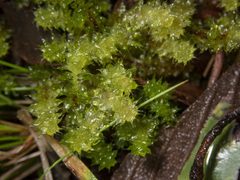 Ptychomnion aciculare