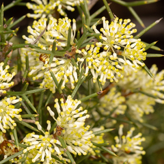 Hakea lissocarpha