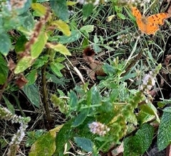 Polygonia egea