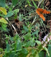 Polygonia egea
