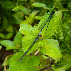 Pseudagrion bicoerulans