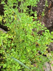Xanthosia stellata
