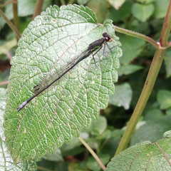 Pseudagrion bicoerulans