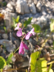 Polygala anatolica