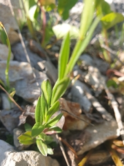 Polygala anatolica