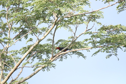 Bearded Barbet