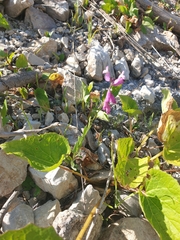 Polygala anatolica