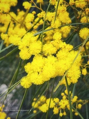 Acacia adunca