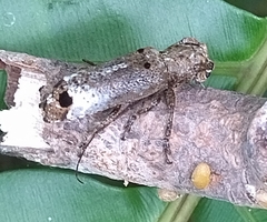 Sthenias gracilicornis