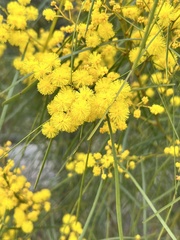 Acacia adunca