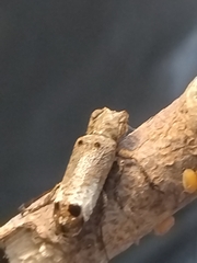 Sthenias gracilicornis