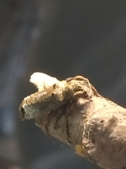 Sthenias gracilicornis