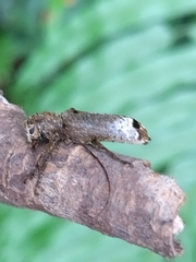 Sthenias gracilicornis