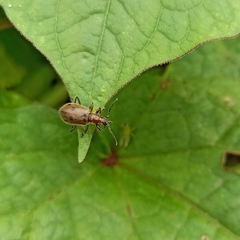 Cerogria quadrimaculata