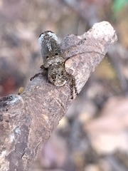 Sthenias gracilicornis