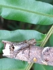Sthenias gracilicornis