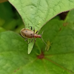 Cerogria quadrimaculata