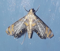 Nymphicula