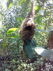 Psarisomus dalhousiae