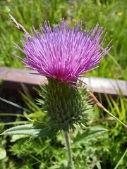 Cirsium vulgare