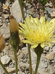 Leontodon asperrimus