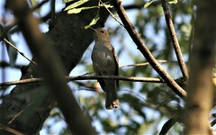 Cyornis unicolor