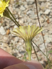 Leontodon asperrimus