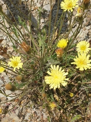 Leontodon asperrimus