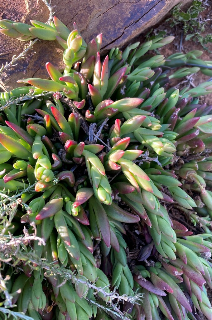 Mesembryanthemum crassicaule