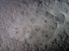 Scophthalmus rhombus