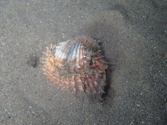 Acanthocardia aculeata