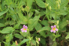 Erythranthe erubescens