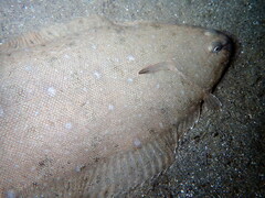 Solea senegalensis