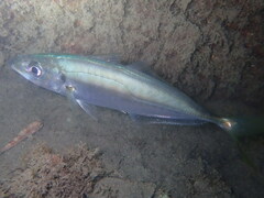 Trachurus mediterraneus