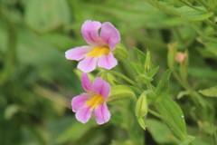 Erythranthe erubescens