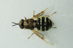 Odontomyia interrupta