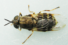Odontomyia interrupta