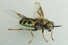 Odontomyia interrupta