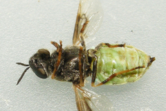 Odontomyia interrupta