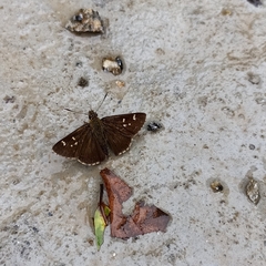 Sovia separata