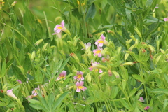 Erythranthe erubescens