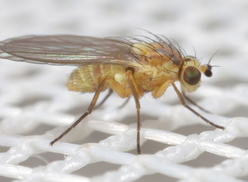 Phytoliriomyza dorsata