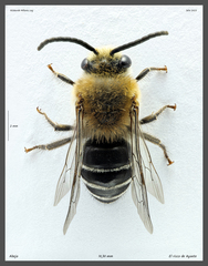 Colletes dimidiatus