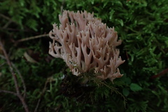 Ramaria rubella