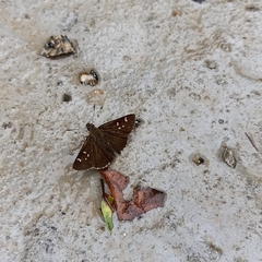 Sovia separata