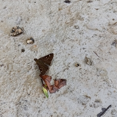 Sovia separata