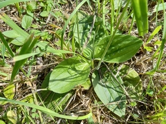 Plantago media