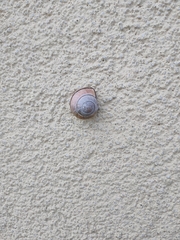 Cepaea nemoralis