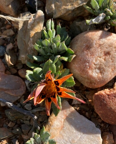 Dainty Gazania (Gazania heterochaeta)